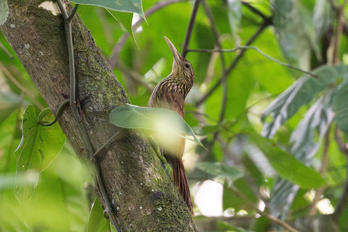 Ivory-billed Woodcreeper - ML646508258