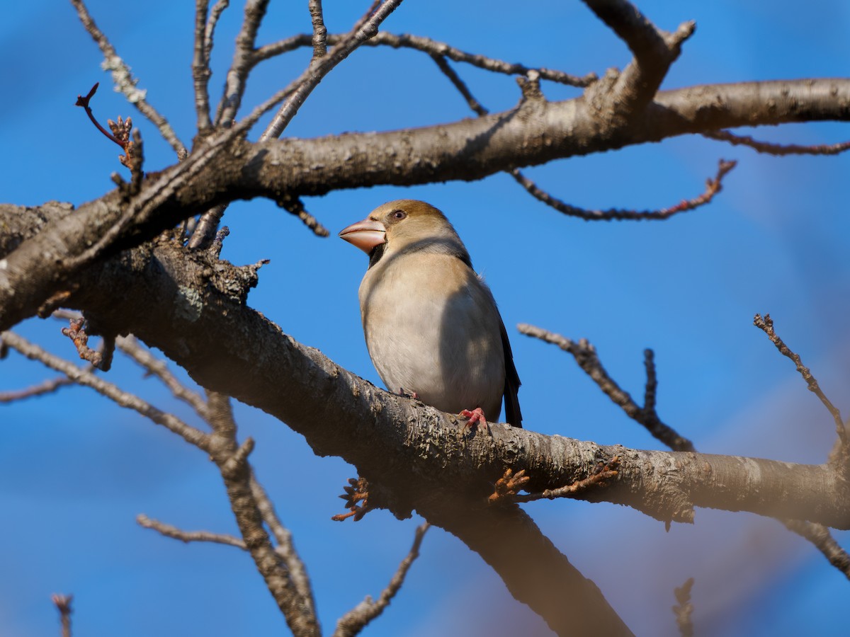 dlask tlustozobý - ML646508259