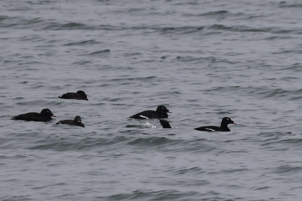 turpan kanadský - ML646508260