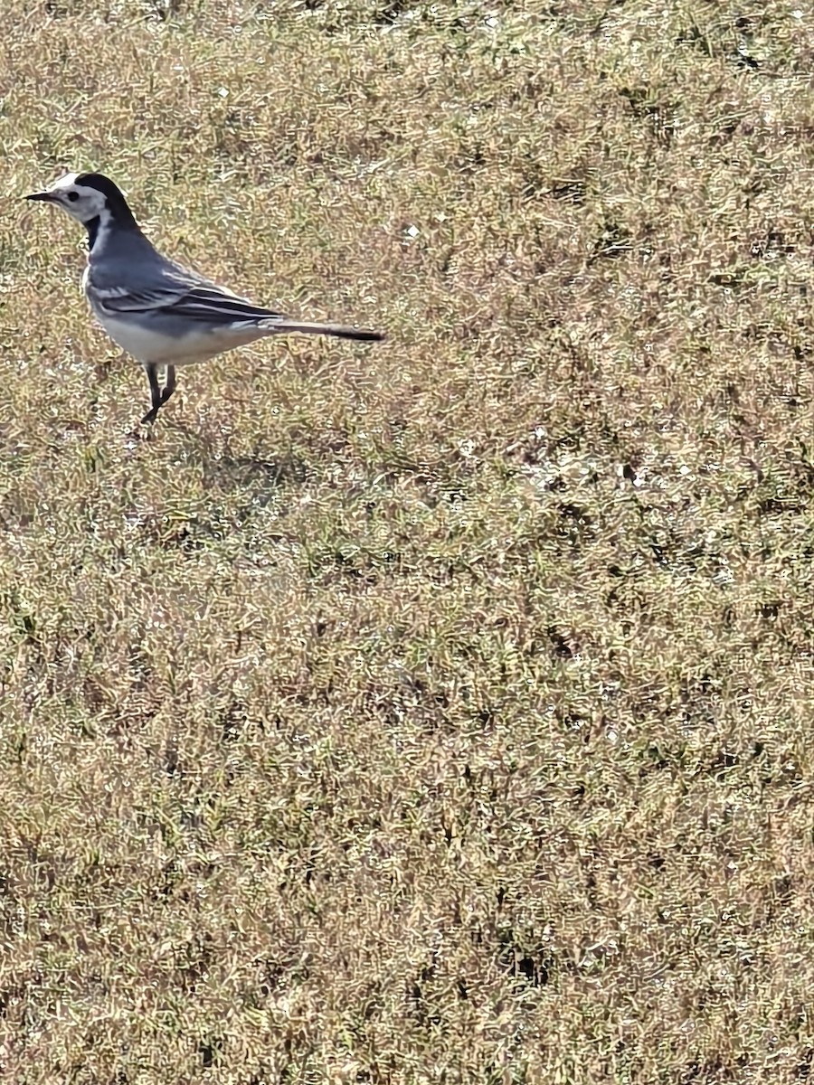 konipas bílý - ML646508261