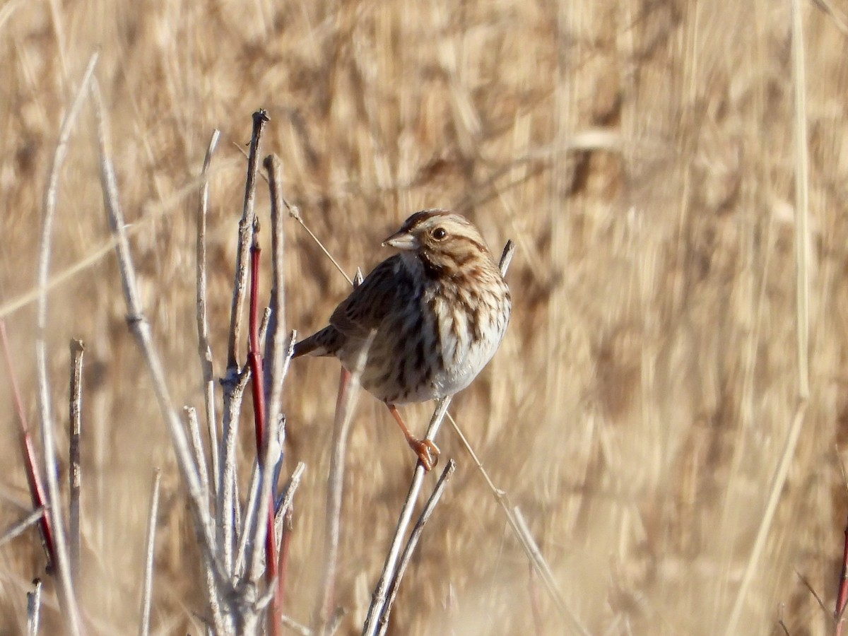 strnadec zpěvný - ML646508262