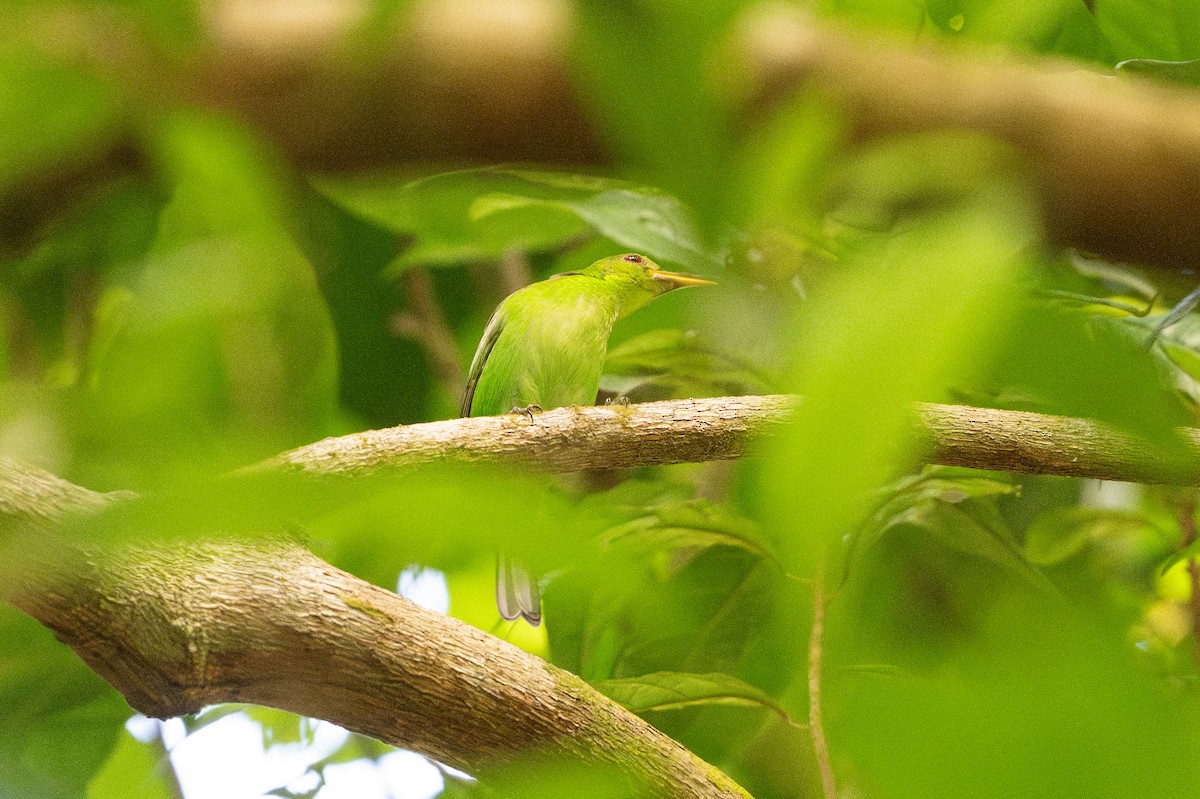 Green Honeycreeper - ML646508266