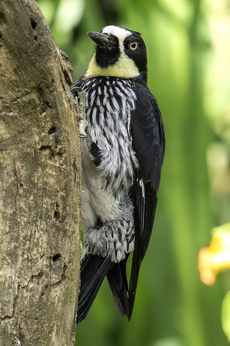 datel sběrač - ML646508267