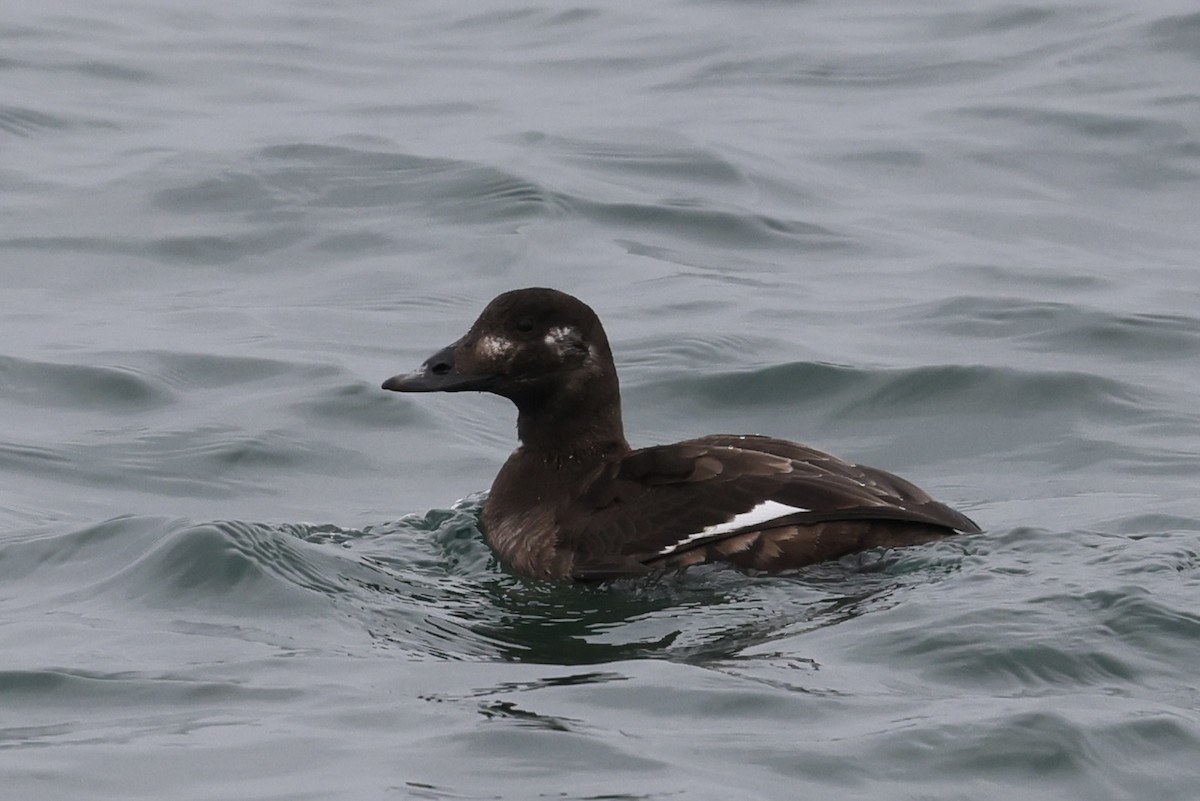 turpan kanadský - ML646508268