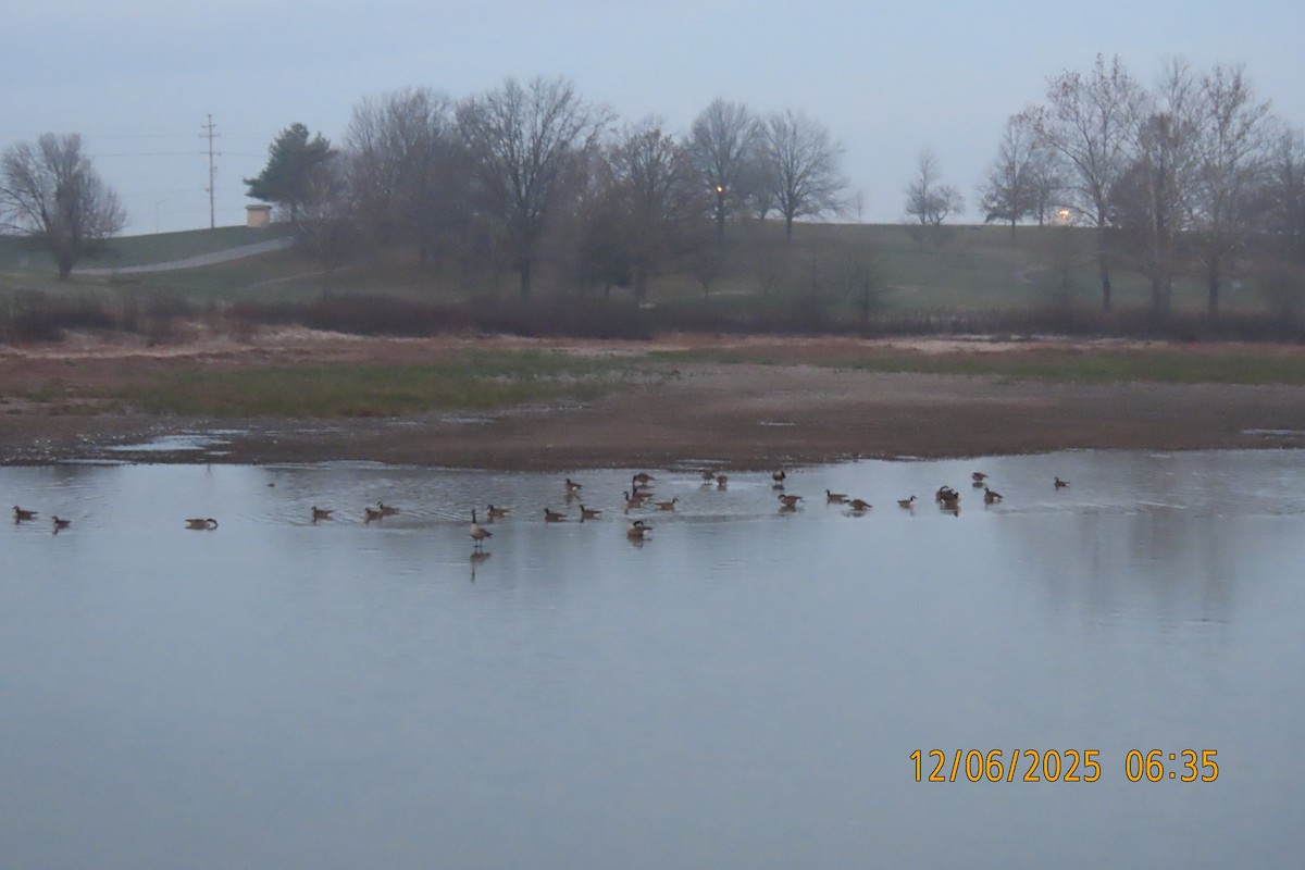 berneška velká - ML646508269