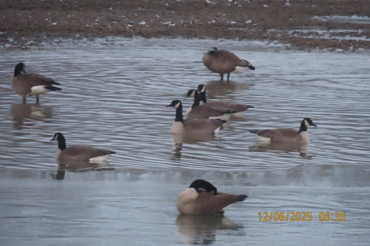 berneška velká - ML646508270