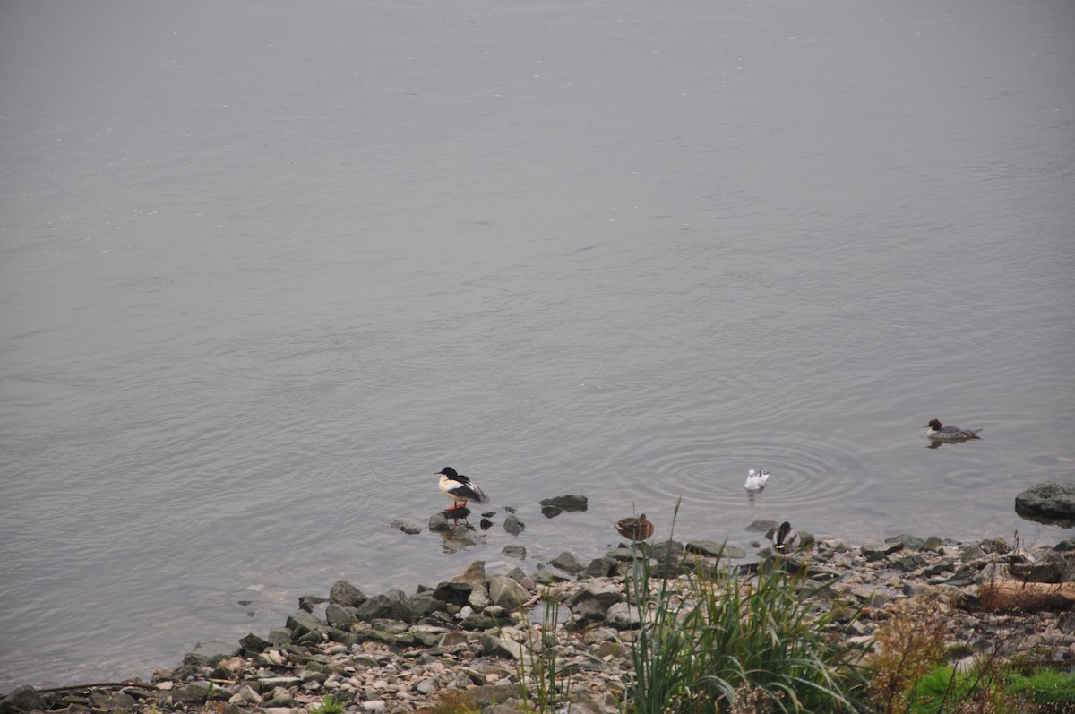 morčák velký (ssp. merganser/orientalis) - ML646508271