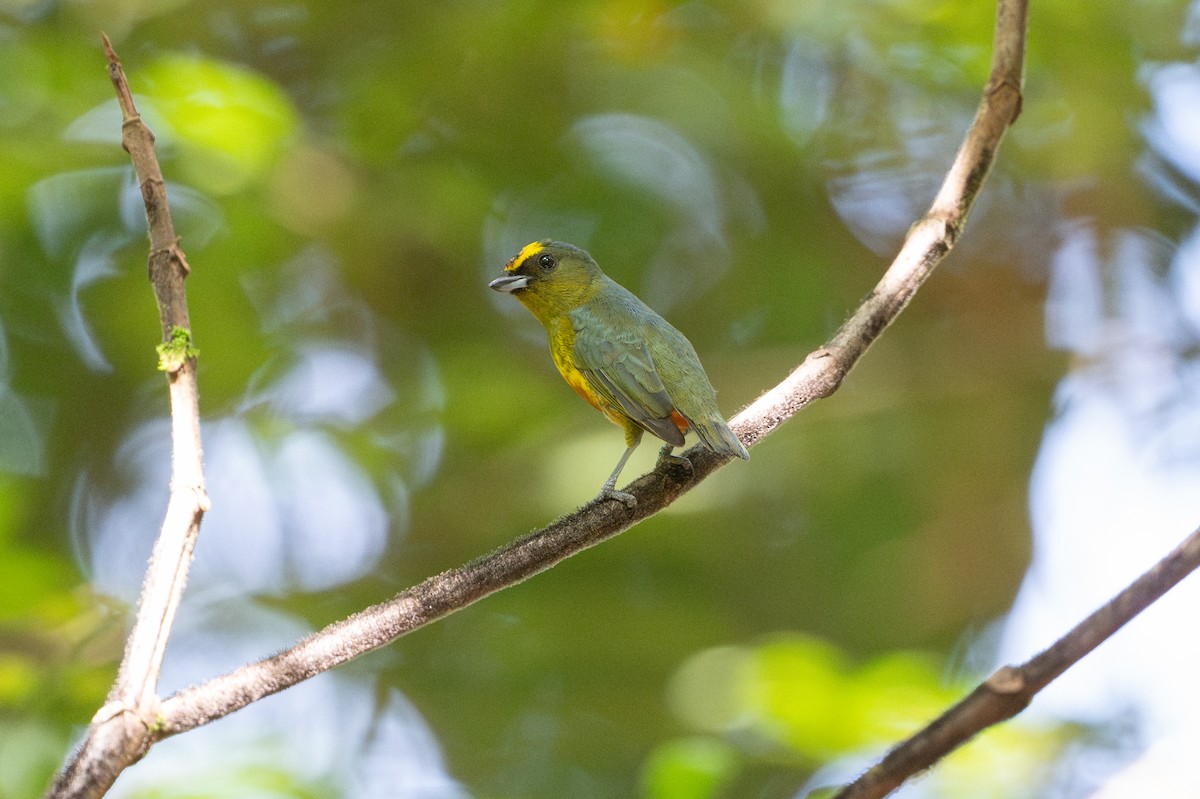 libohlásek Gouldův - ML646508272