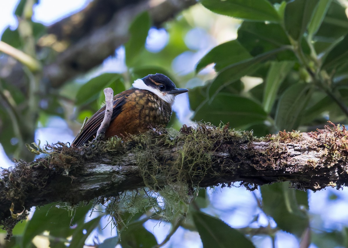 Streaked Tuftedcheek - ML646508273