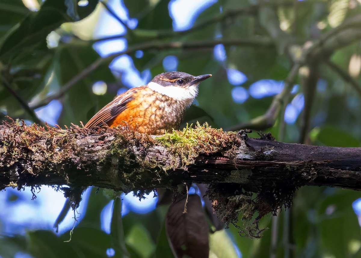 Streaked Tuftedcheek - ML646508274