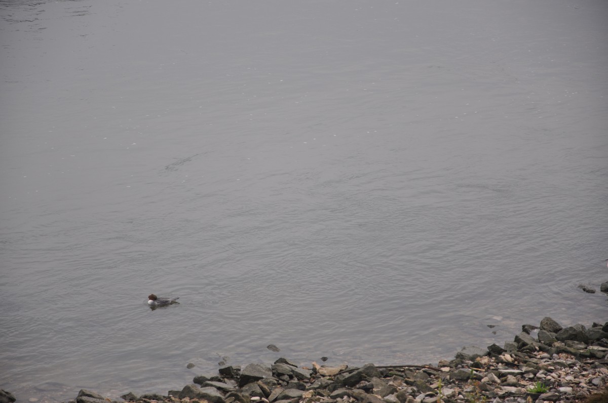 morčák velký (ssp. merganser/orientalis) - ML646508275