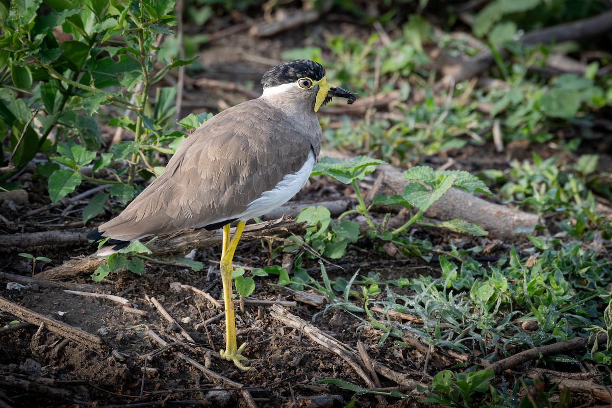 čejka indická - ML646508276