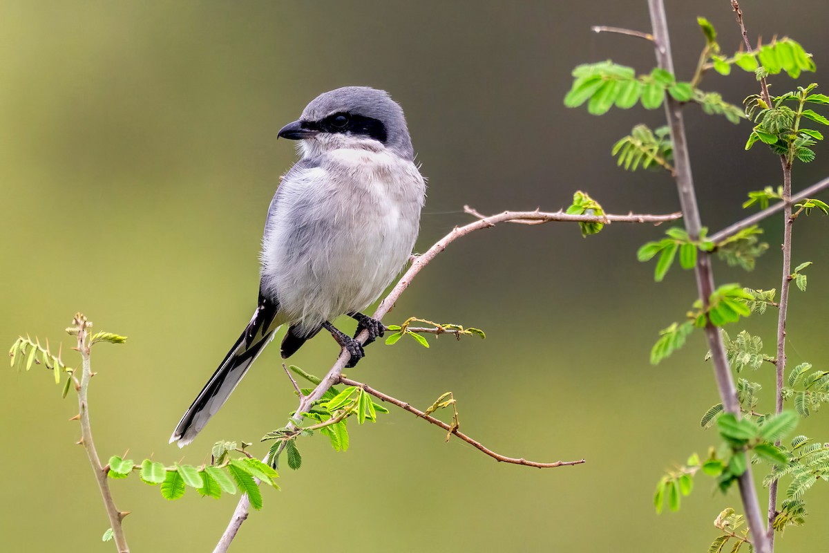 ťuhýk americký - ML646508277