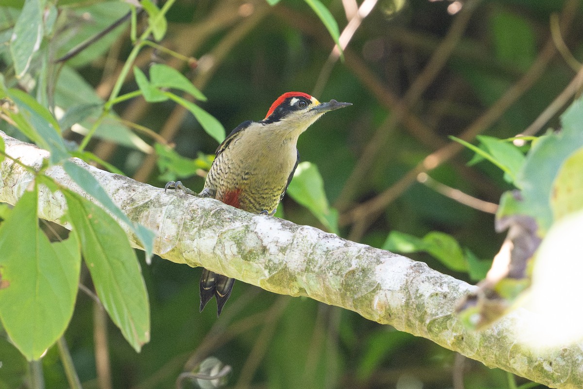 datel černolící - ML646508278