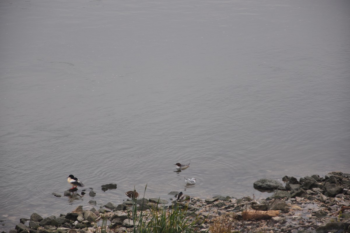 morčák velký (ssp. merganser/orientalis) - ML646508279