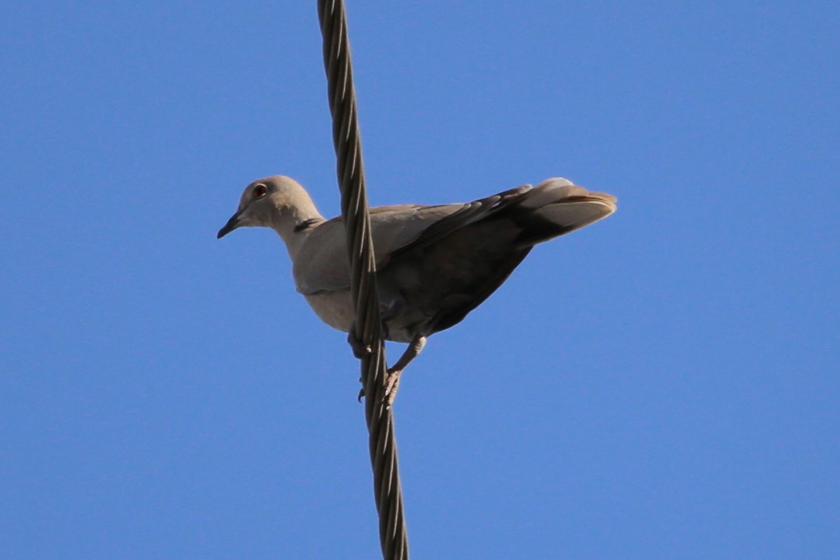 hrdlička zahradní - ML646508280