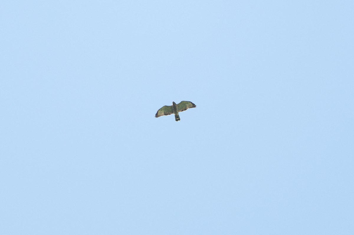 káně širokokřídlá - ML646508281