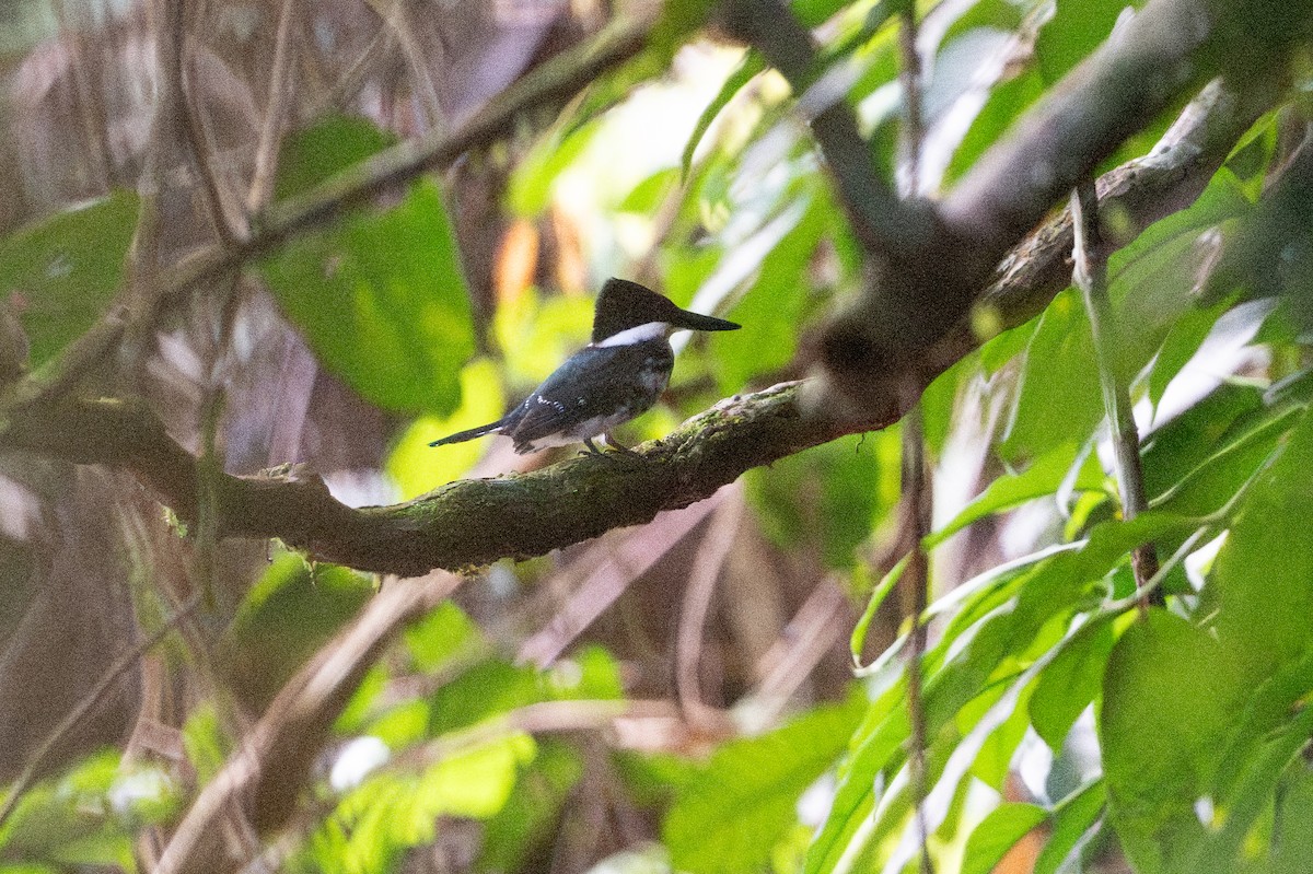 rybařík zelený - ML646508282