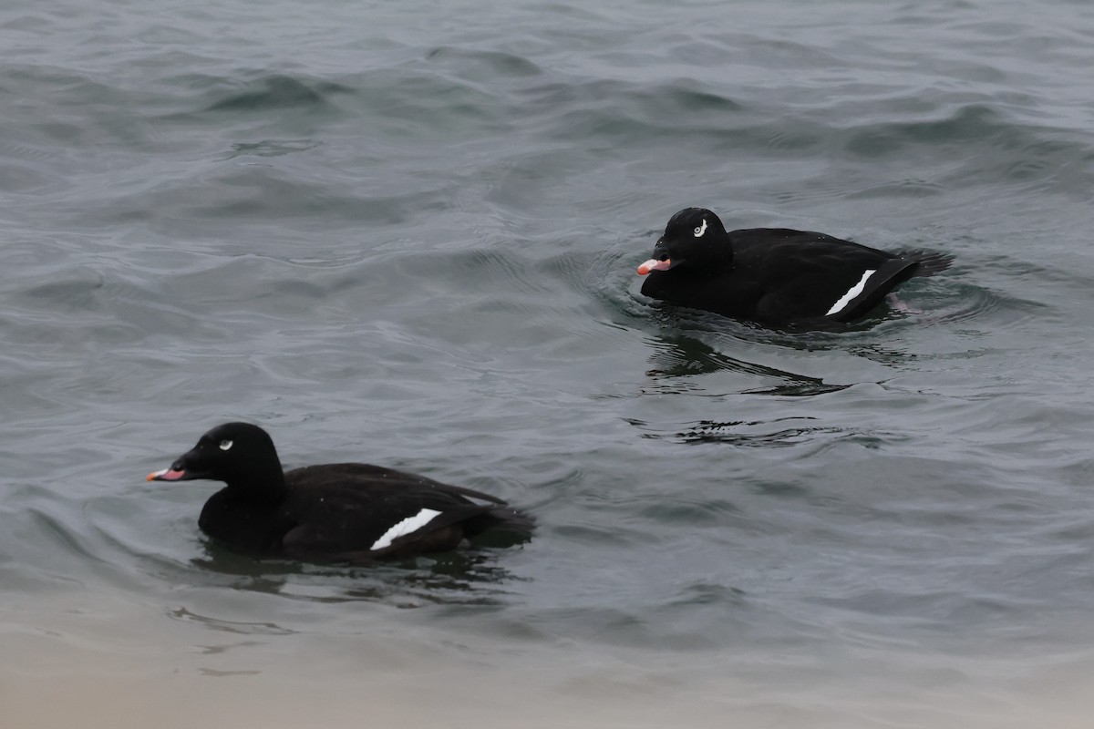 turpan kanadský - ML646508284