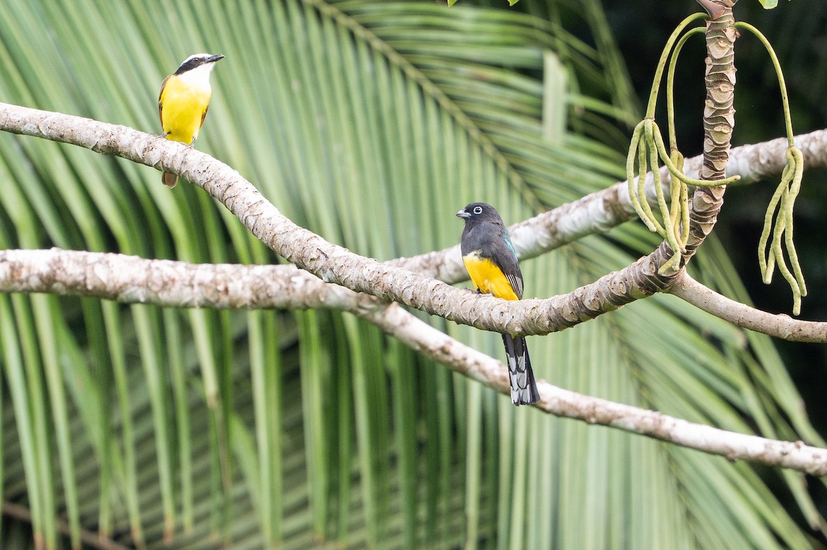 trogon černohlavý - ML646508285