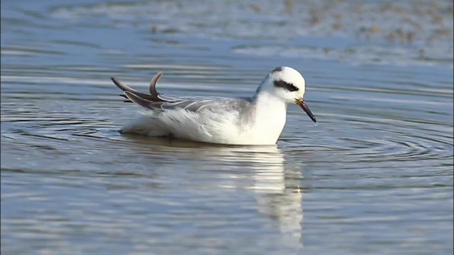 lyskonoh ploskozobý - ML646508286