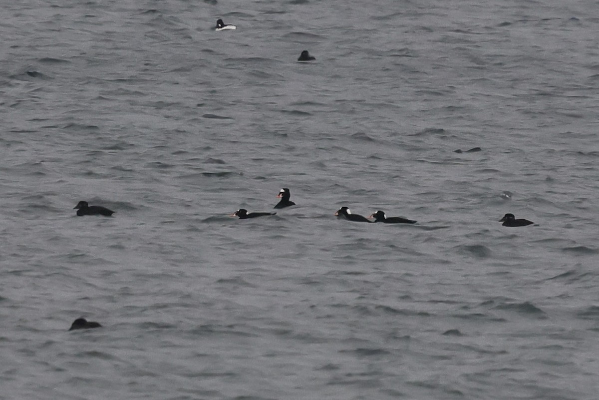 turpan pestrozobý - ML646508290