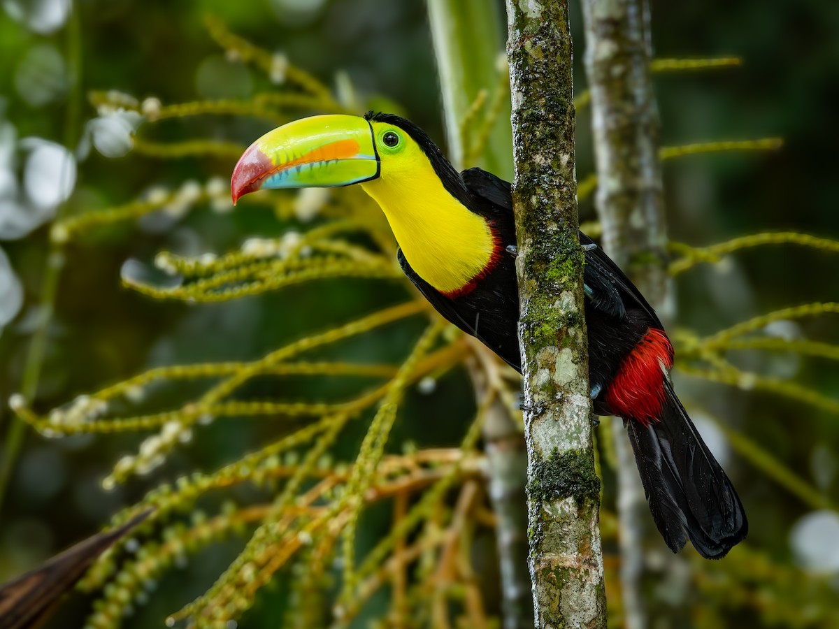 tukan středoamerický - ML646508291
