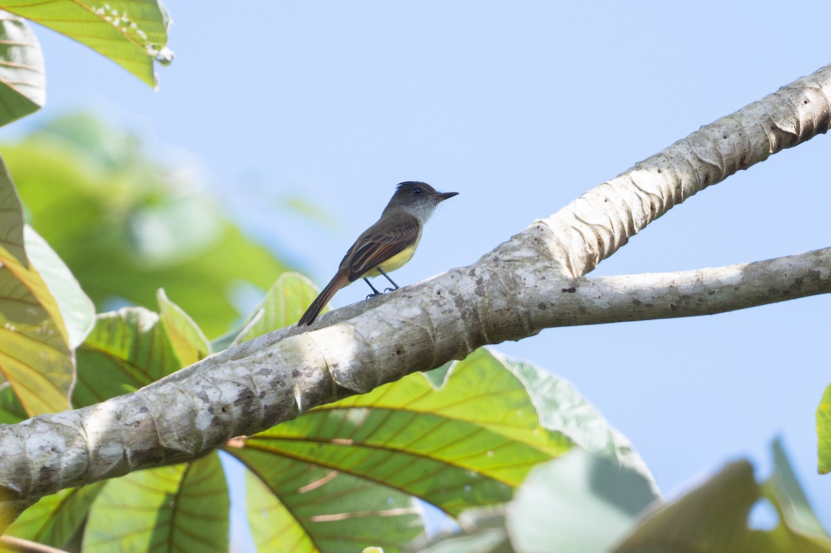 Dusky-capped Flycatcher - ML646508292