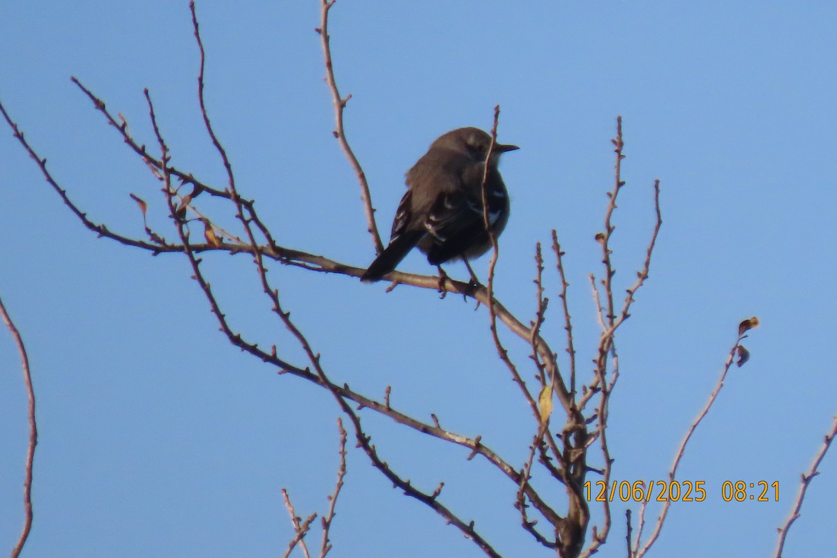 drozdec mnohohlasý - ML646508293