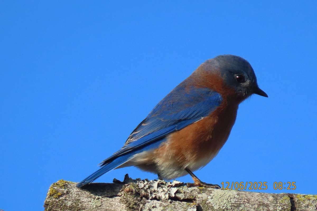 Eastern Bluebird - ML646508294