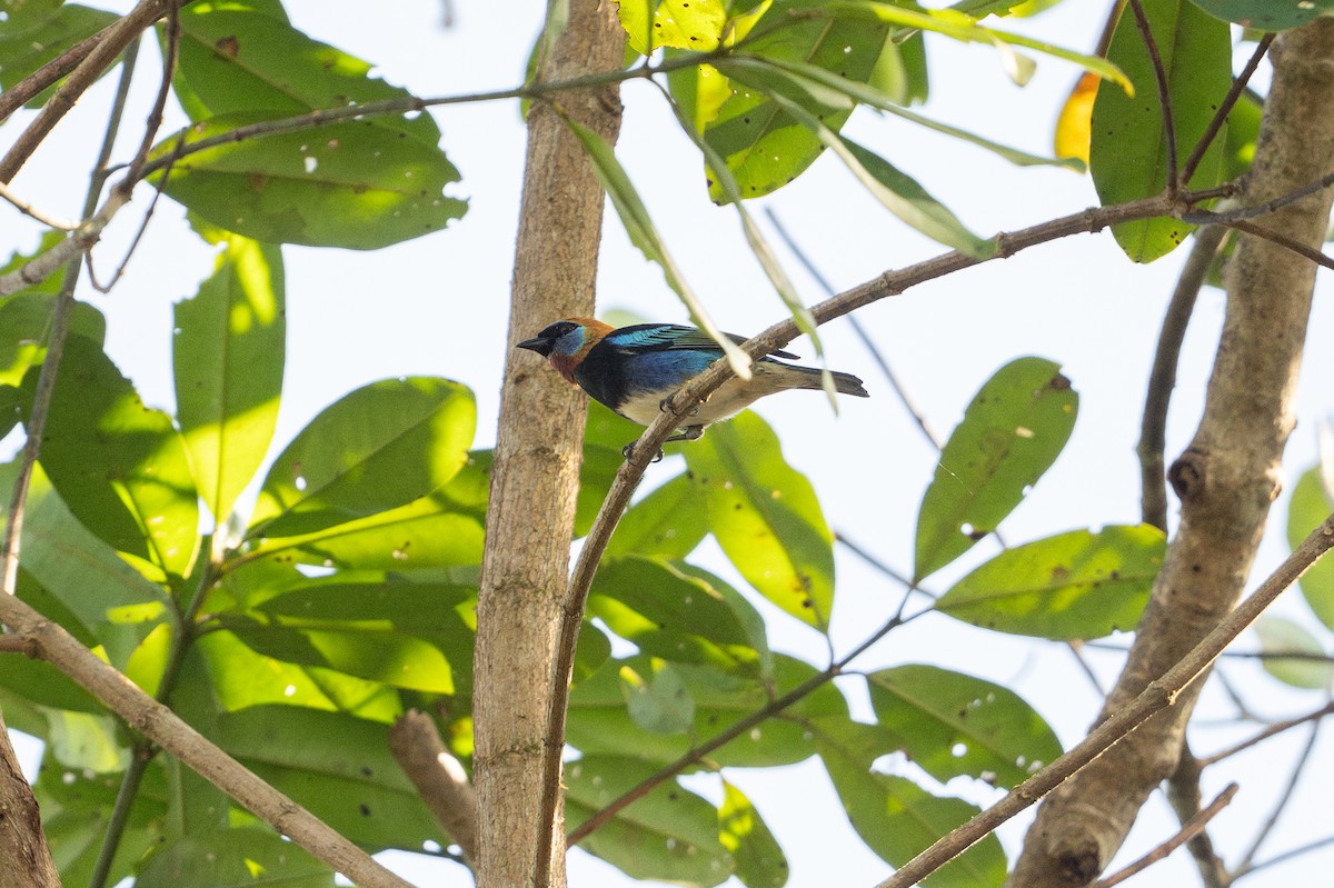 キンズキンフウキンチョウ - ML646508295