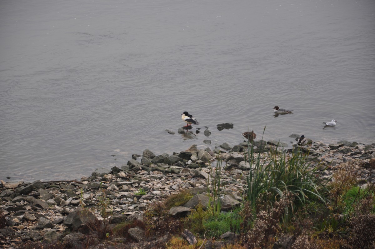 morčák velký (ssp. merganser/orientalis) - ML646508296