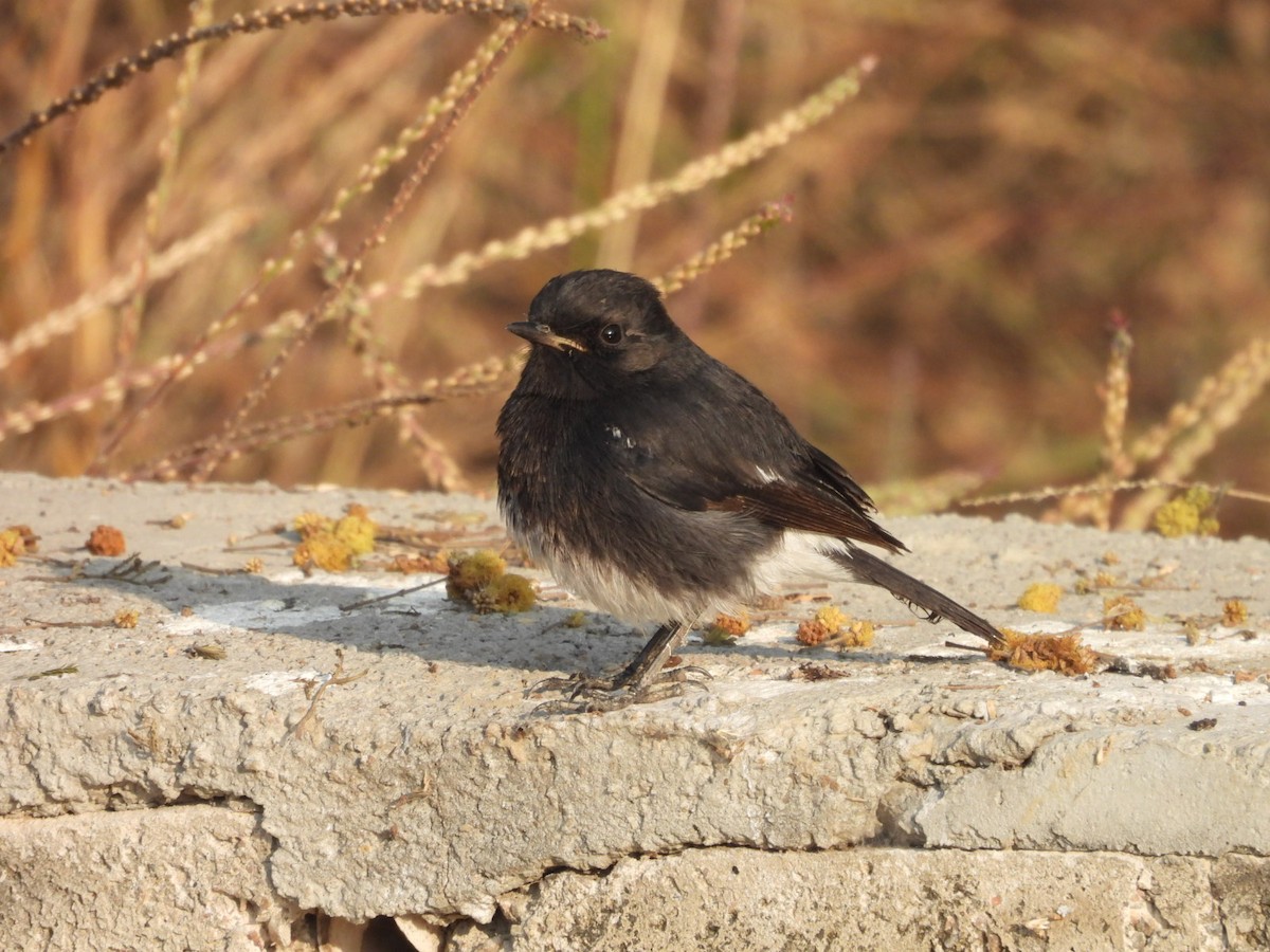 Kara Taşkuşu - ML646508297