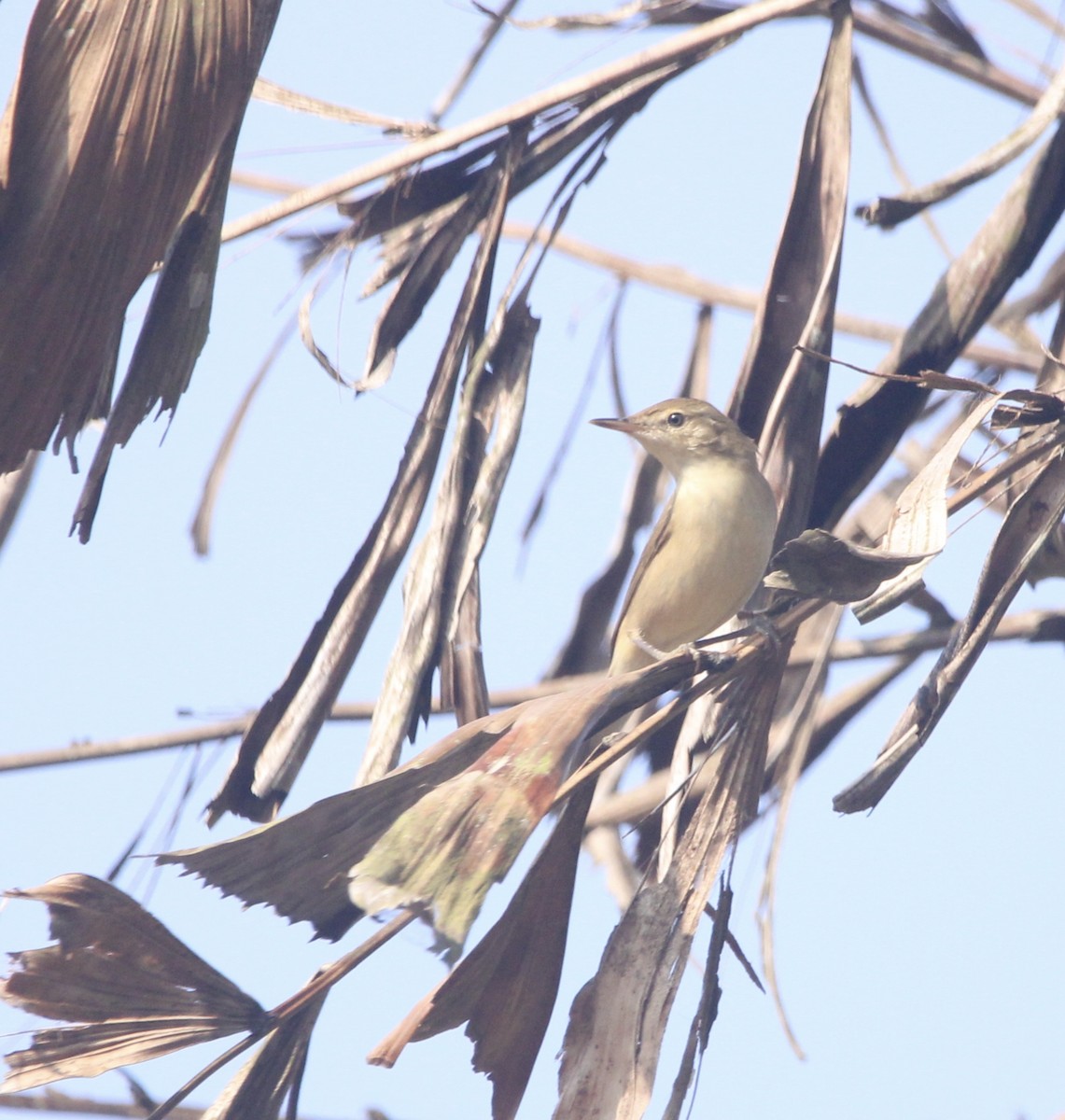 チュウヨシキリ - ML646508298