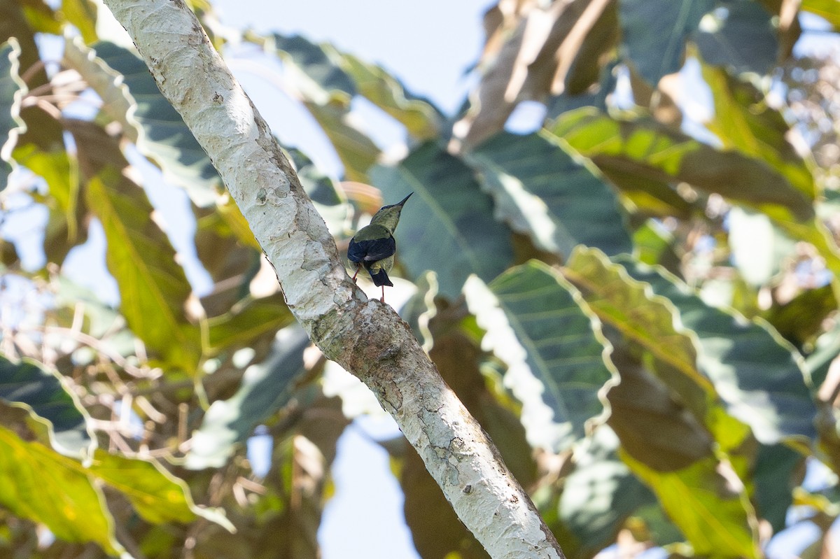 ルリミツドリ - ML646508299