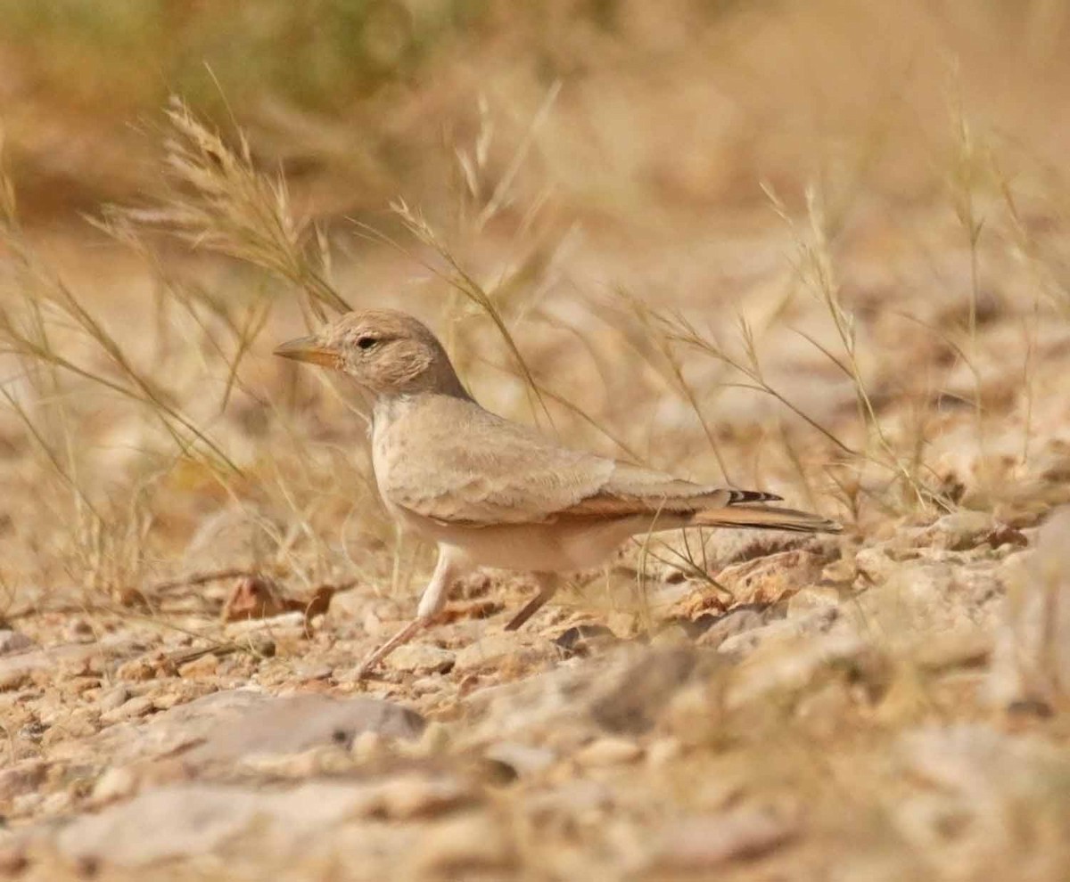 Terrera Sahariana - ML646508300