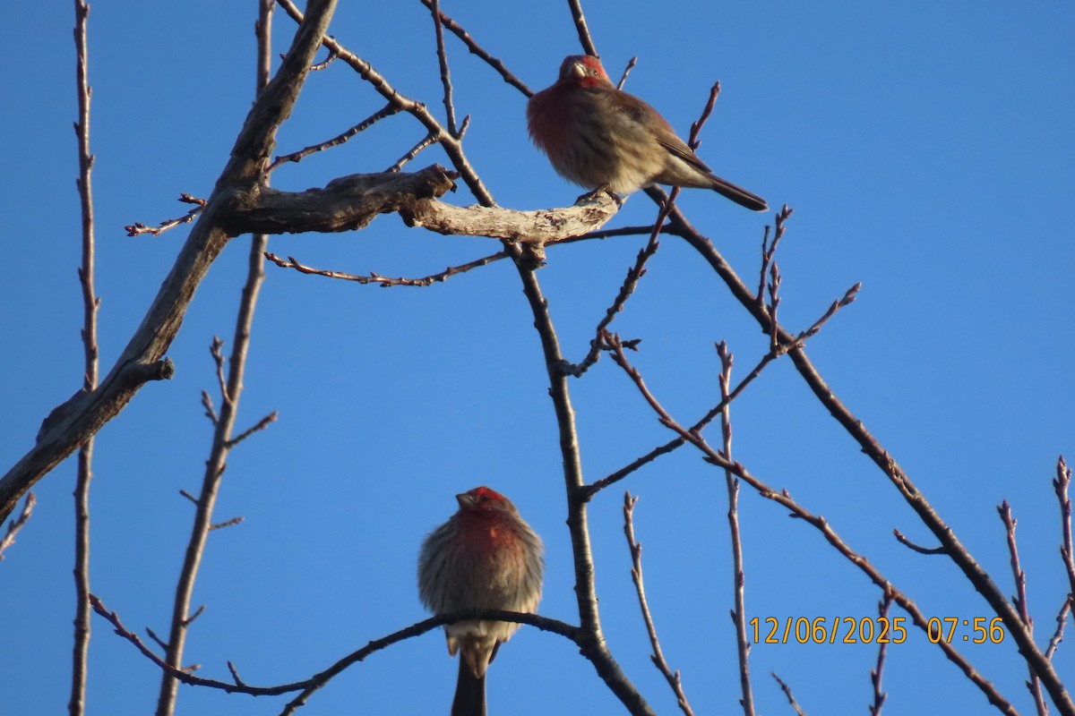 House Finch - ML646508303