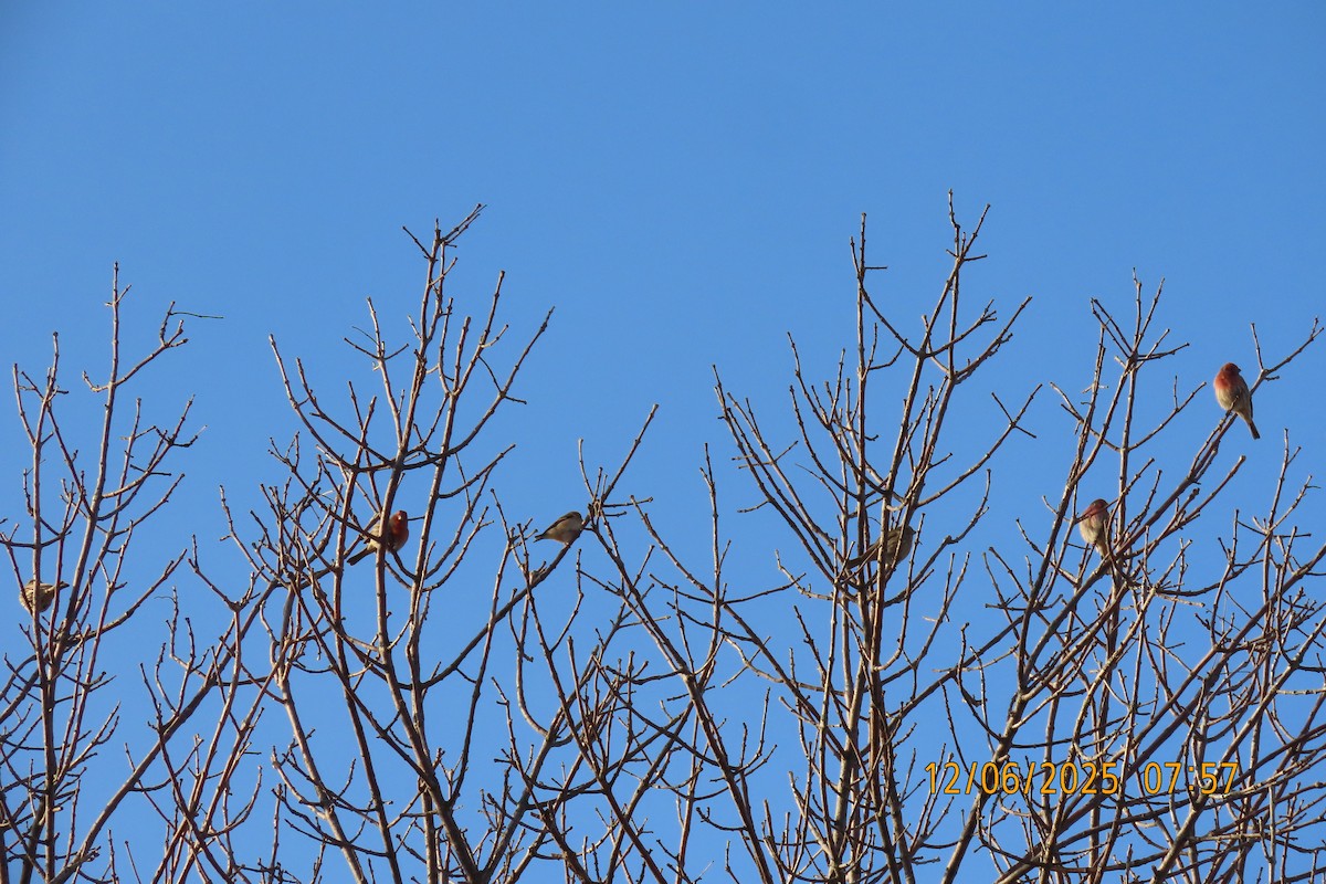 House Finch - ML646508304