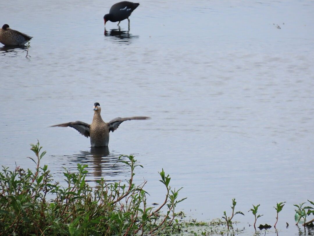 Чирянка чорноголова - ML646508305