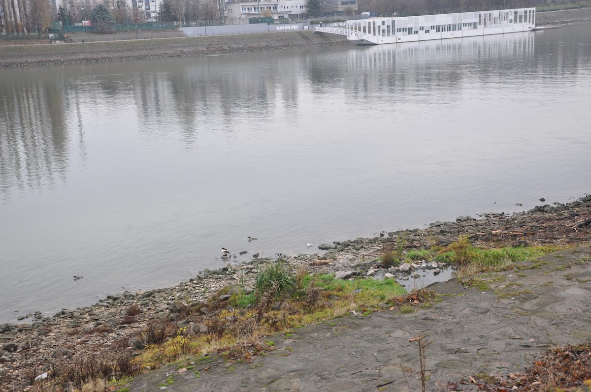 morčák velký (ssp. merganser/orientalis) - ML646508306