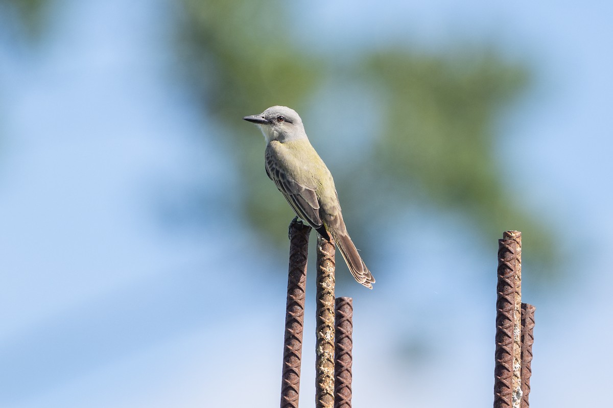 オリーブタイランチョウ - ML646508309