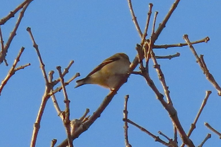 American Goldfinch - ML646508310