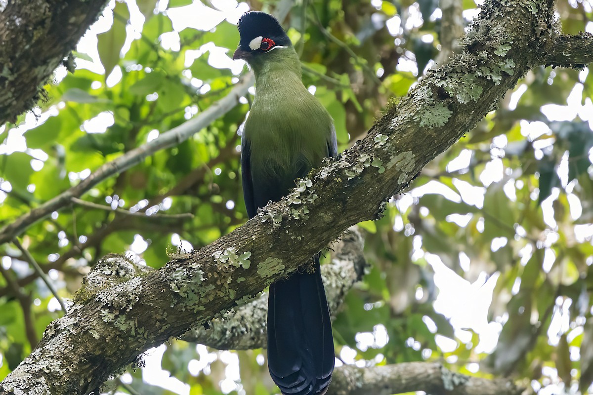 Touraco de Hartlaub - ML646508312