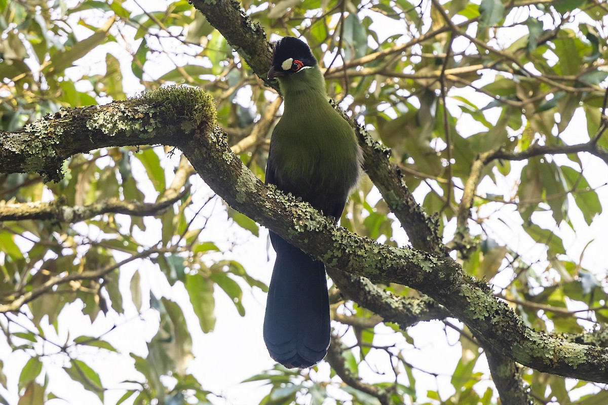 Touraco de Hartlaub - ML646508313