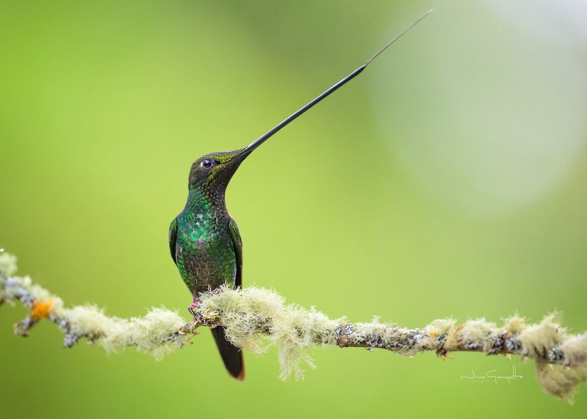 Sword-billed Hummingbird - ML646508314