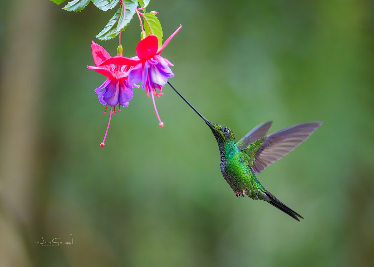 Sword-billed Hummingbird - ML646508315