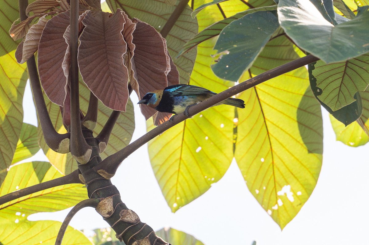 キンズキンフウキンチョウ - ML646508319