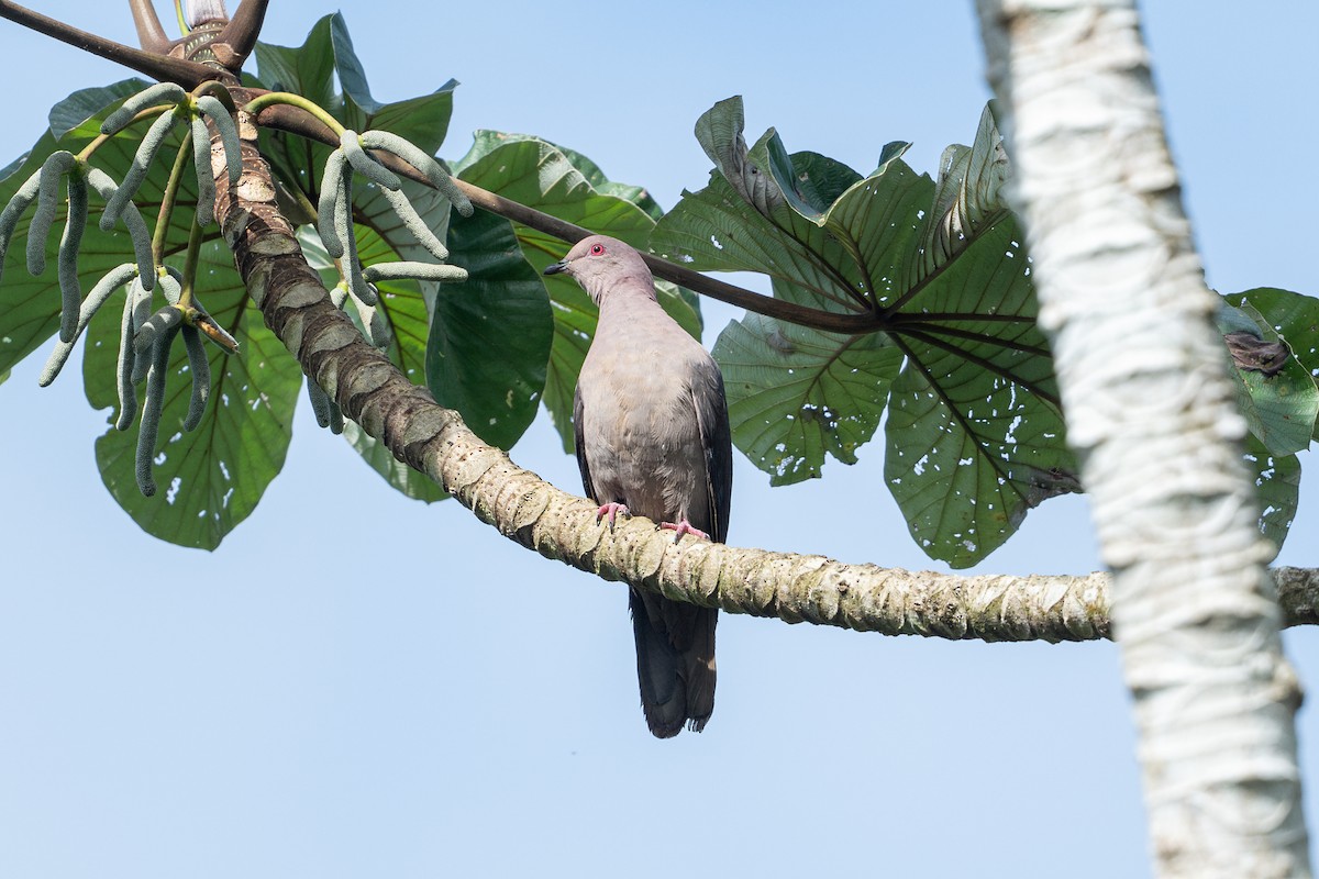 コバシバト - ML646508322