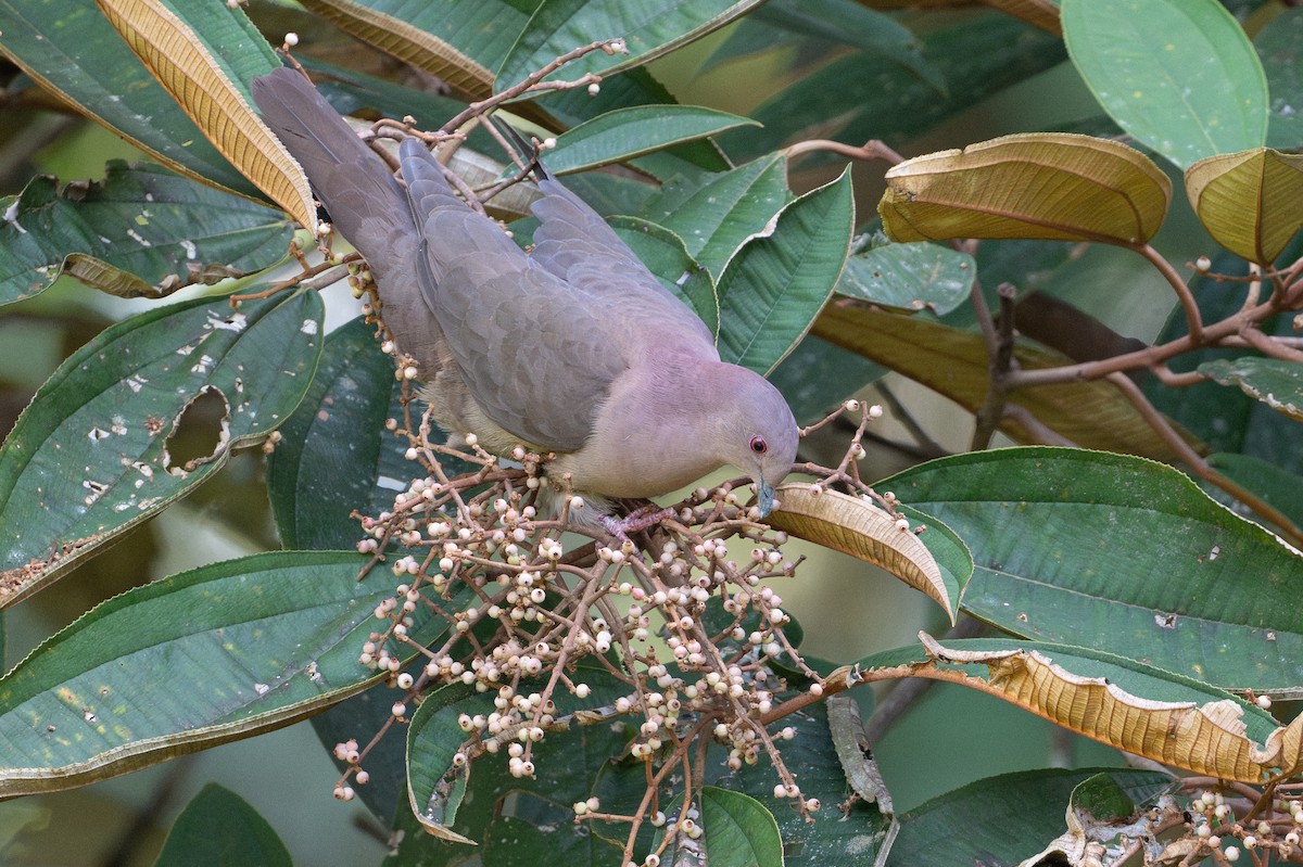 コバシバト - ML646508323