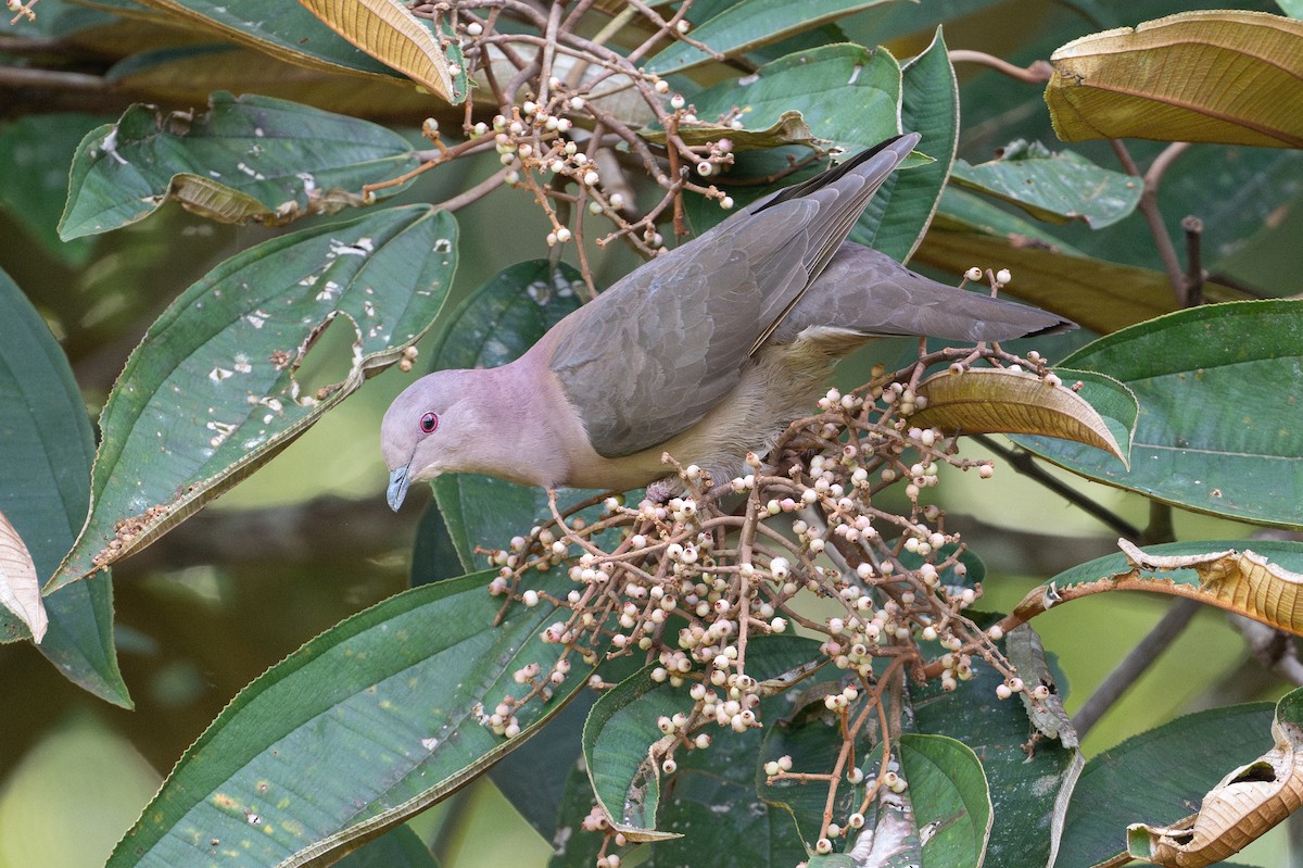 コバシバト - ML646508324